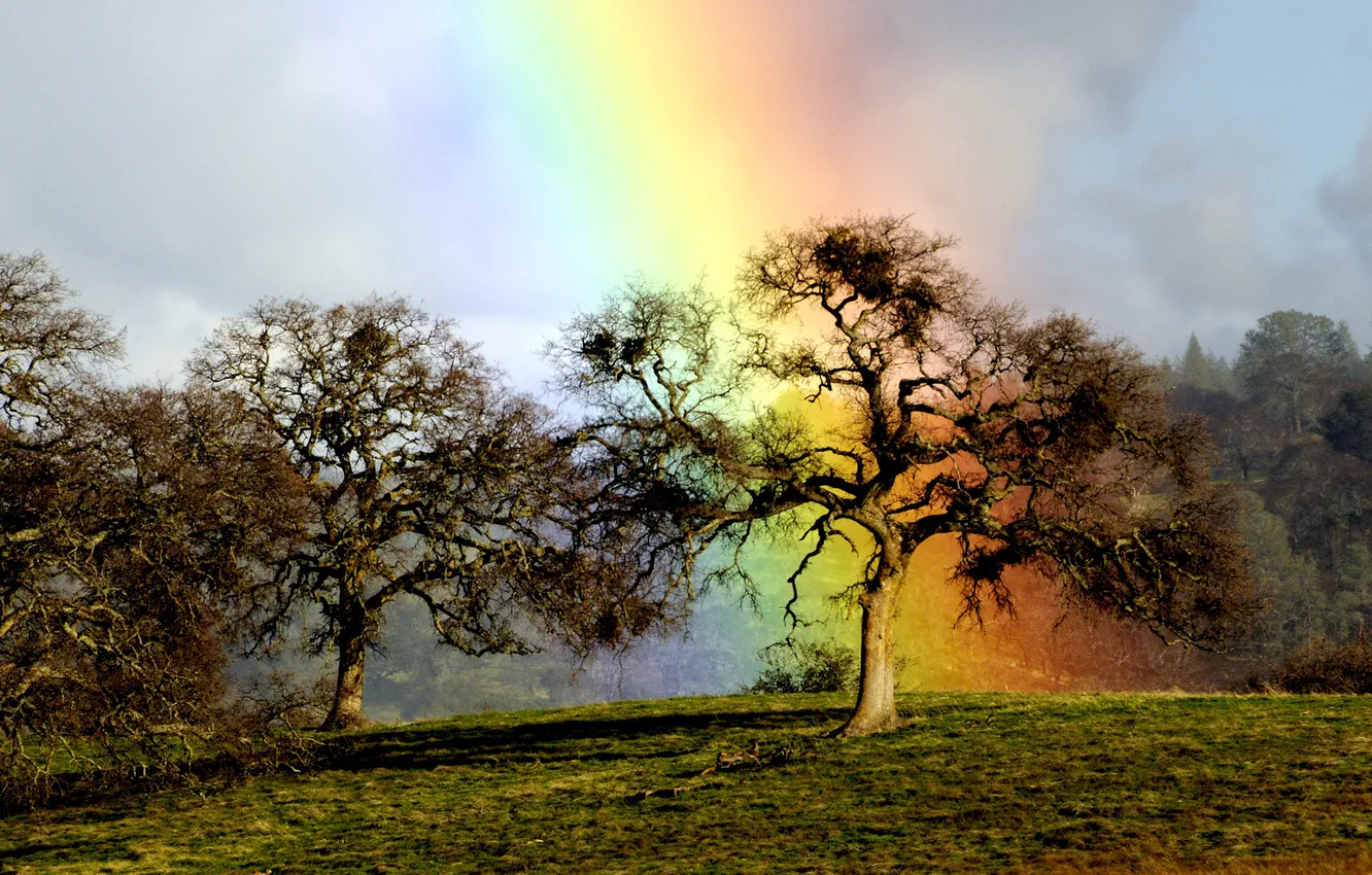 Фото обои дерево, радуга, дуб, rainbow oak