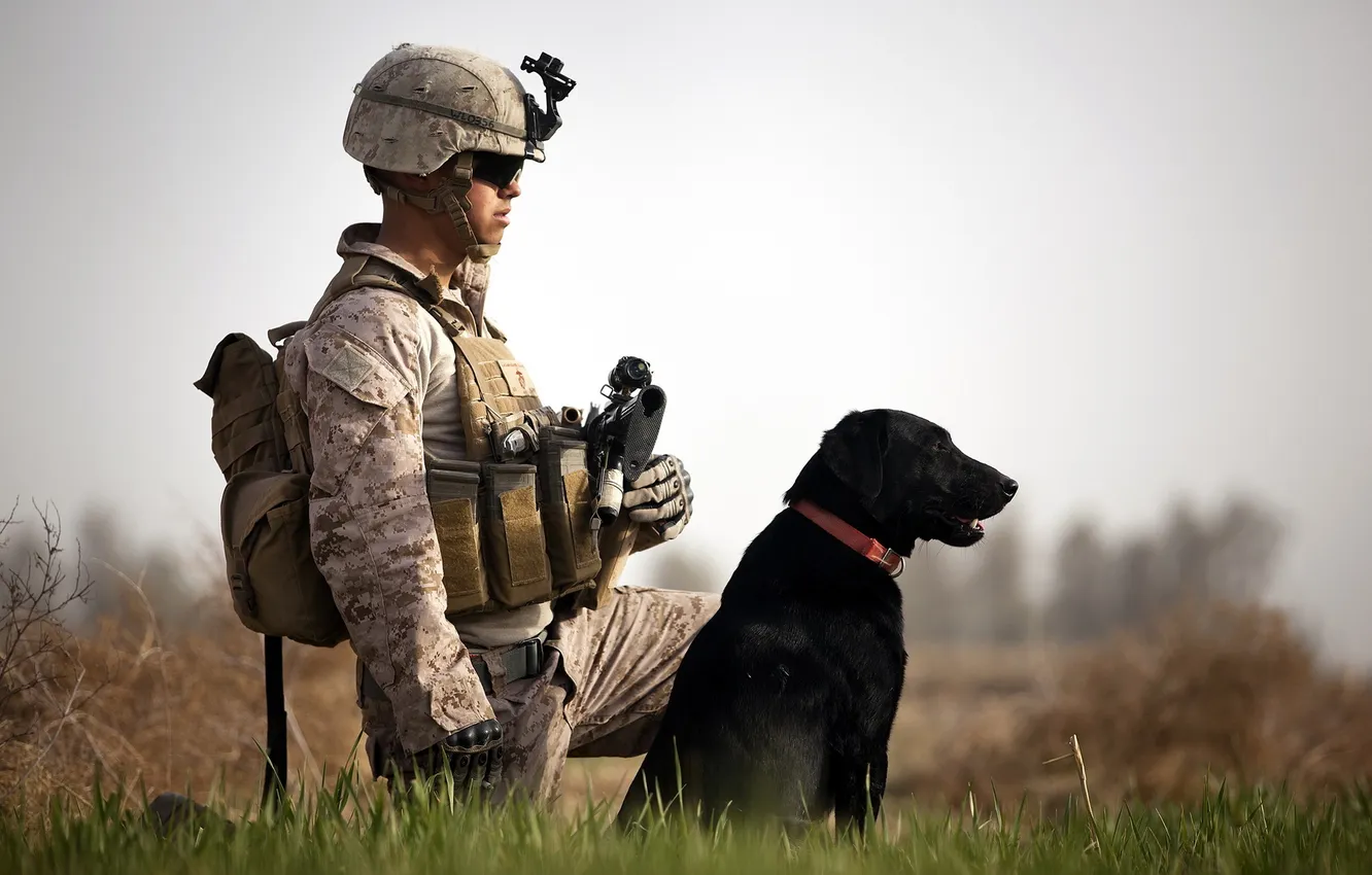 Фото обои оружие, собака, солдат