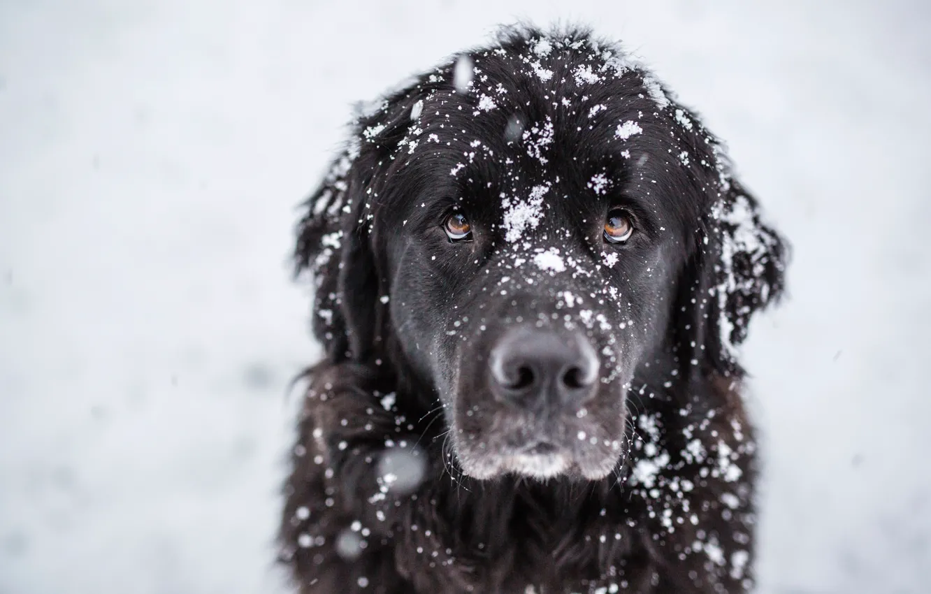 Фото обои взгляд, снег, друг, пёс