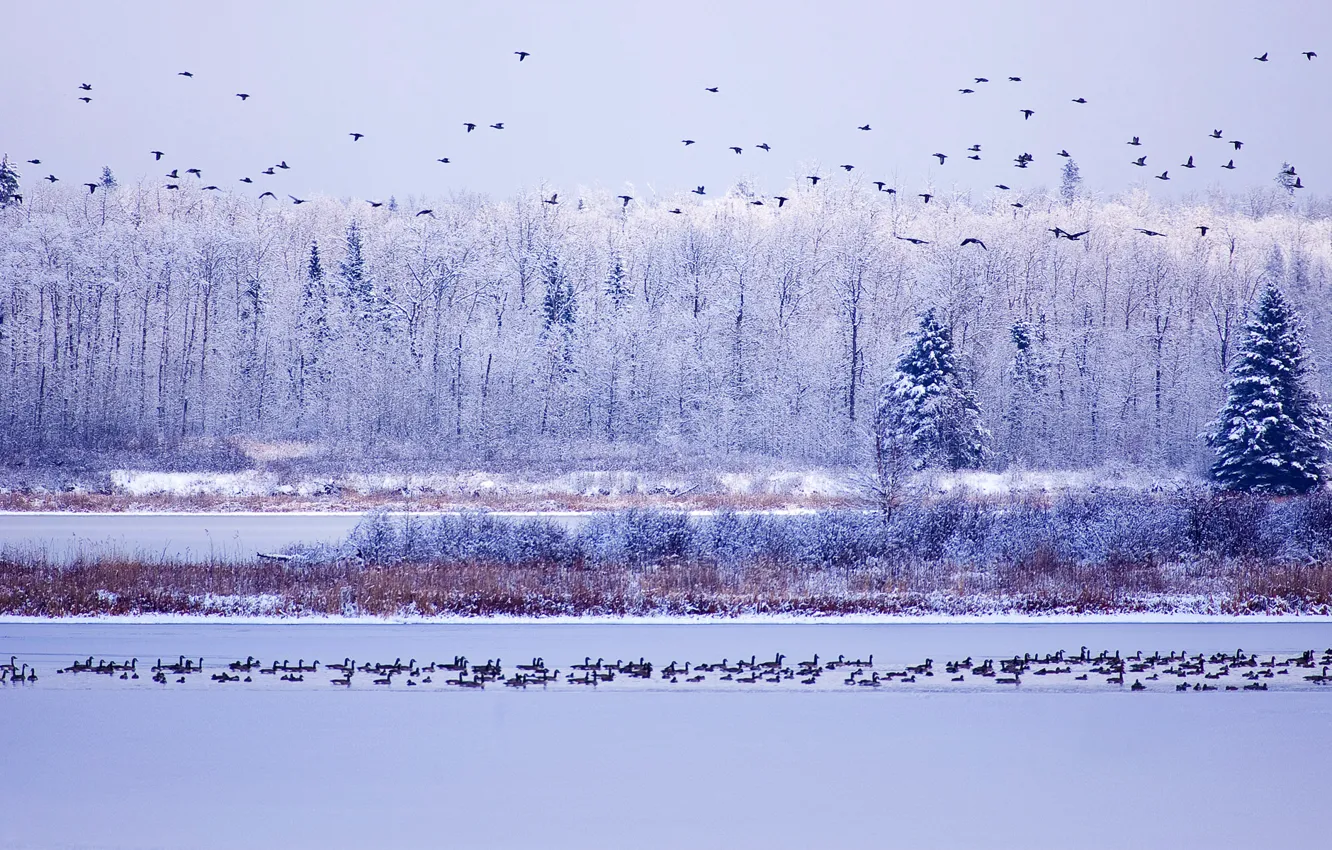 Фото обои зима, небо, вода, снег, деревья, Канада, Альберта, гуси