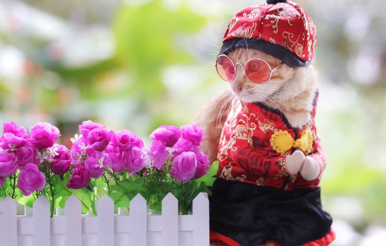 Фото обои кошка, лето, кот, взгляд, красный, природа, поза, котенок