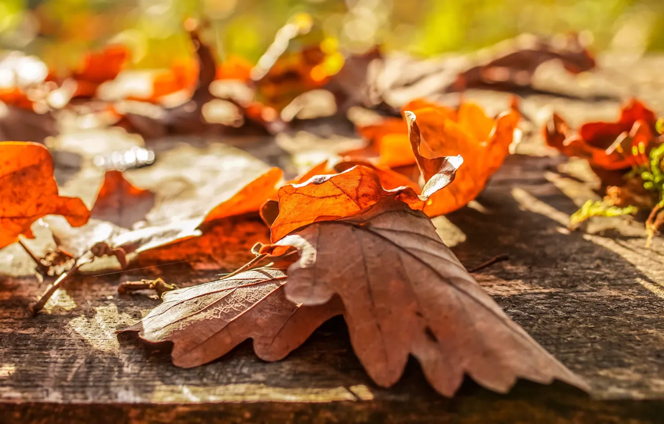 Фото обои осень, листья, свет, настроение, листва, доски, боке, дубовые