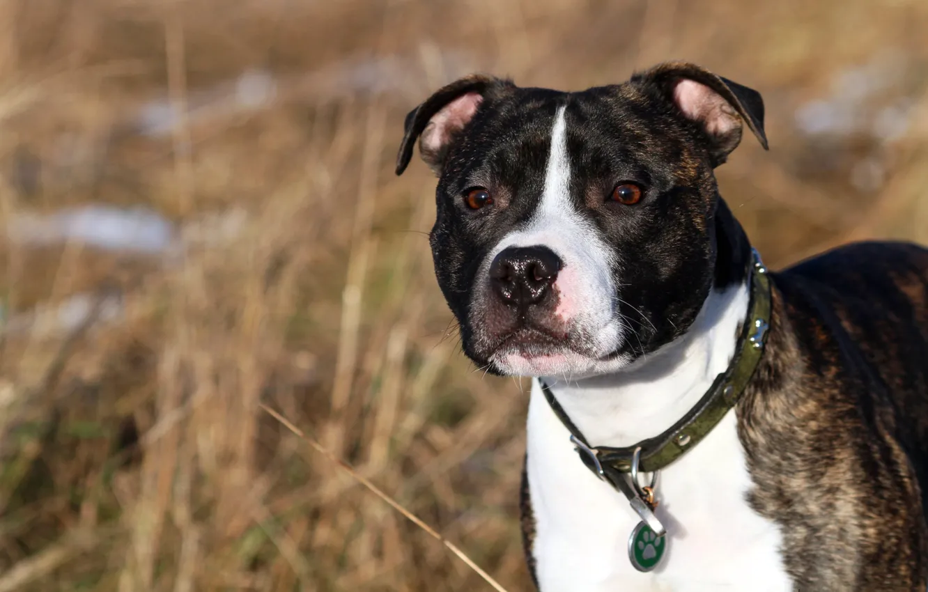 Фото обои друг, собака, английский стаффордширский бультерьер, Staffordshire Bull Terrier