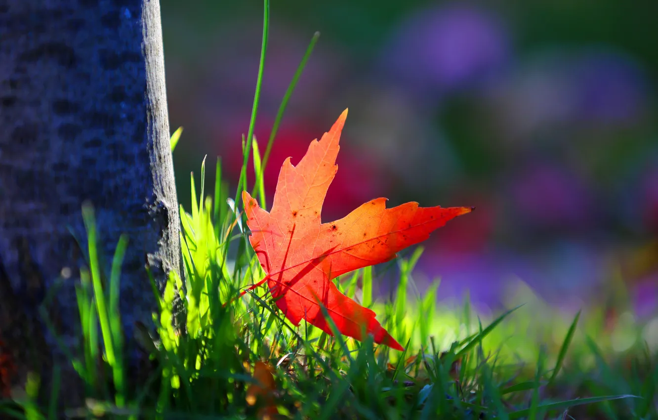 Фото обои осень, трава, макро, лист, дерево, краски