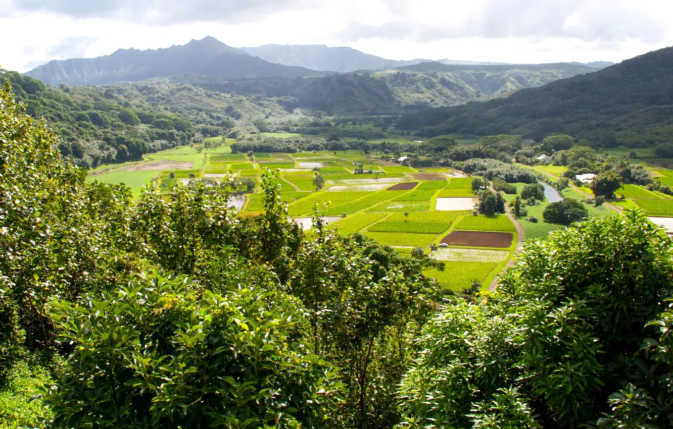 Фото обои горы, тропики, поля, Гавайи, леса, Kauai, плантации, Hanalei