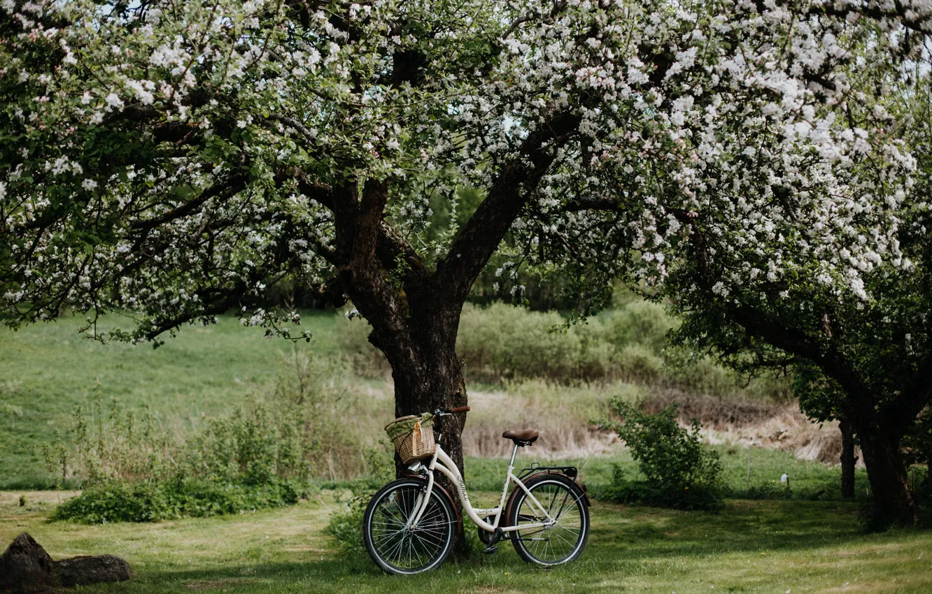 Фото обои wallpaper, bicycle, field, nature, flowers, landscapes, tree, bloom