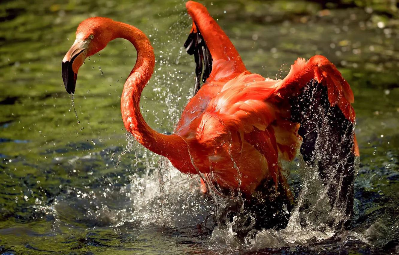 Фото обои вода, брызги, птица, фламинго