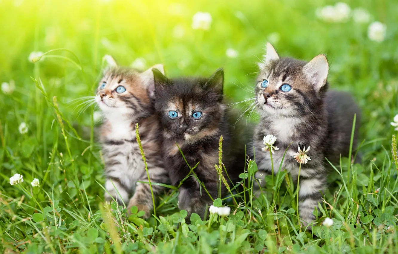 Фото обои лето, трава, кошки, цветы, поляна, котята, клевер, голубые глаза