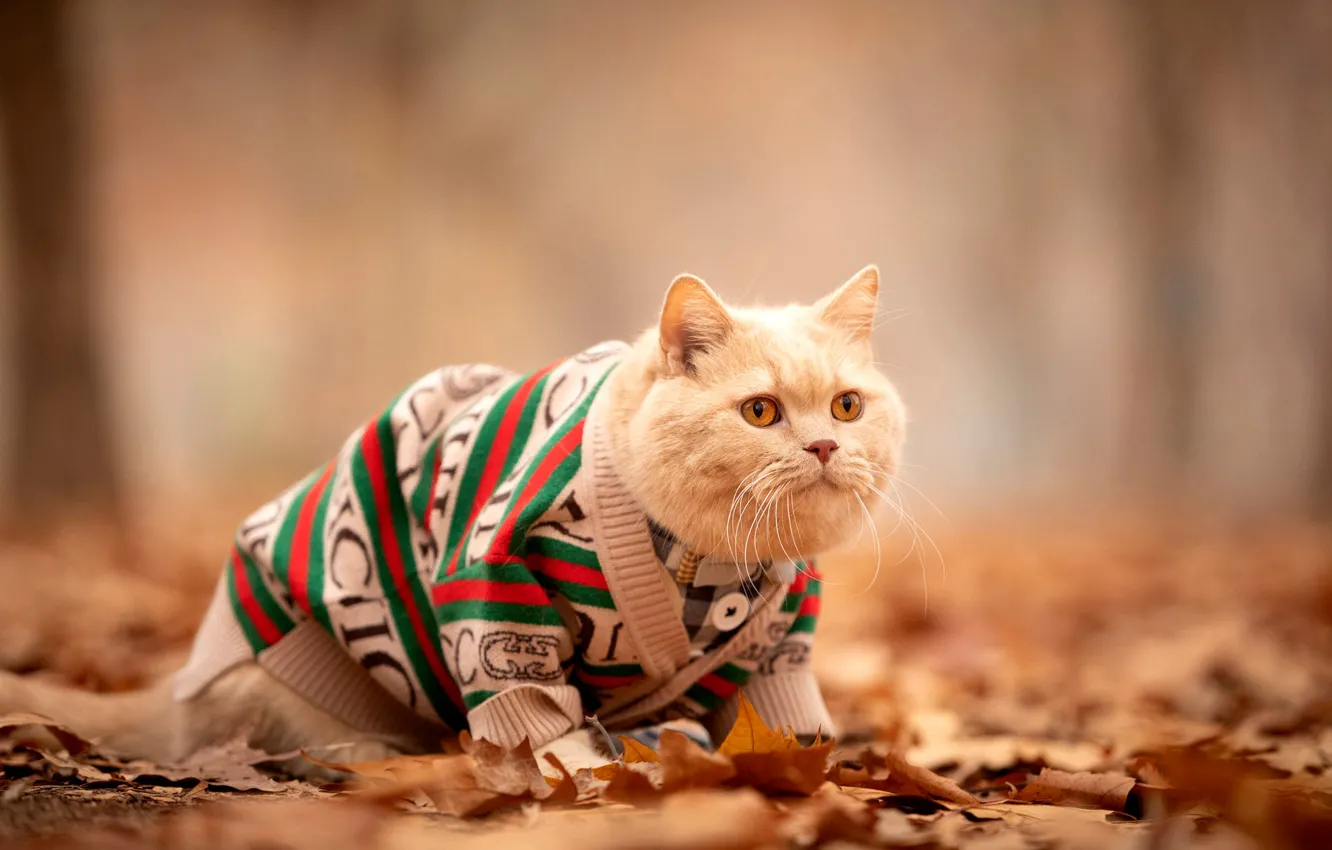 Фото обои осень, кошка, кот, взгляд, поза, парк, листва, одежда