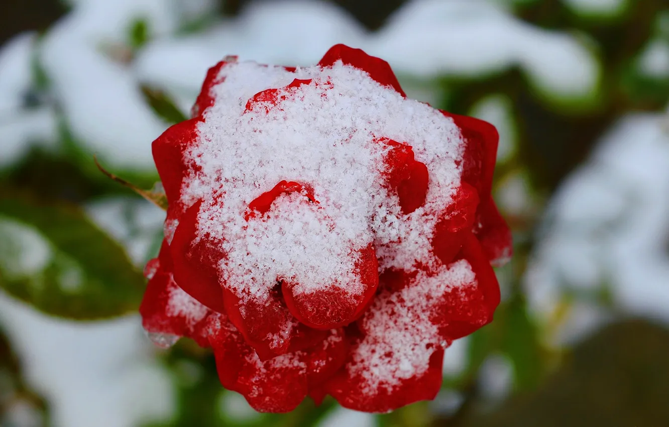 Фото обои Зима, Снег, Winter, Snow, Red rose, Красная роза