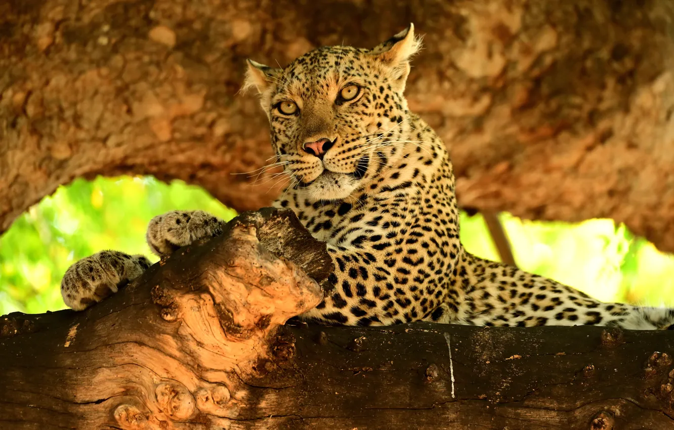Фото обои хищник, леопард, дикая кошка