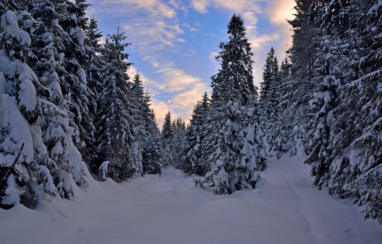 Фото обои Закат, Зима, Деревья, Лес, Норвегия, Мороз, Сумерки, Winter