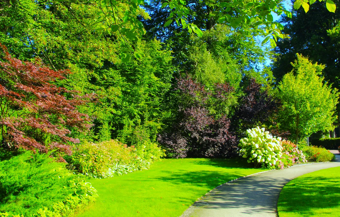 Фото обои park, plants, alley
