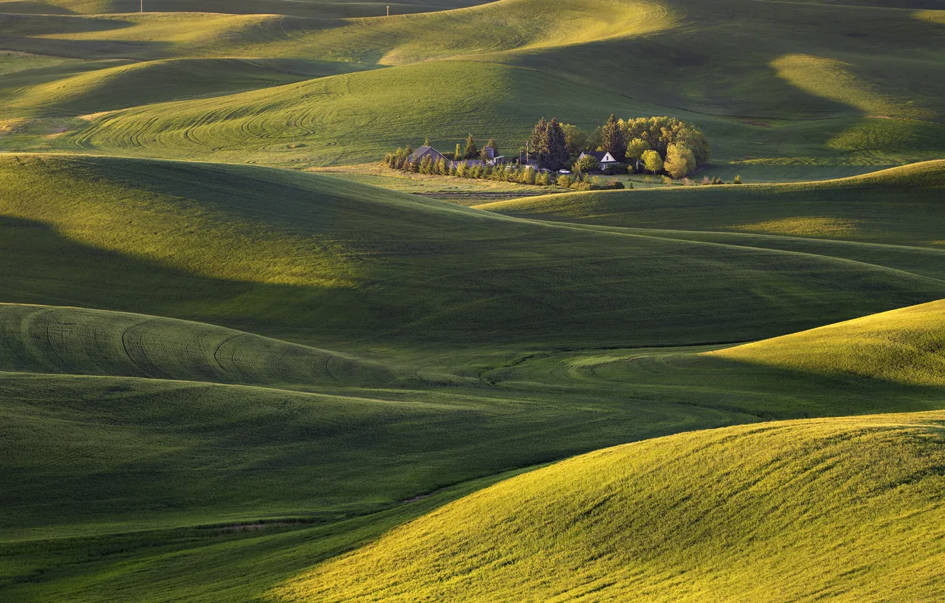 Фото обои поле, трава, деревья, холмы, ковер, утро, США, штат Вашингтон