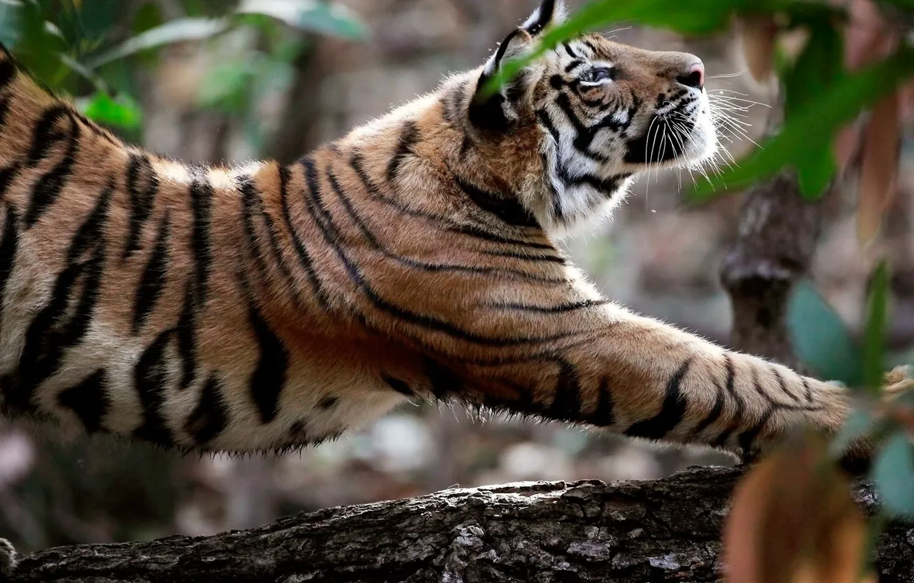 Фото обои природа, Тигр, animals