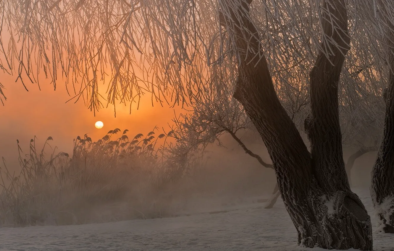 Фото обои зима, снег, туман, восход, дерево