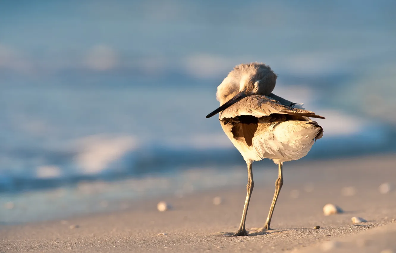 Фото обои песок, море, птица, берег, чайка