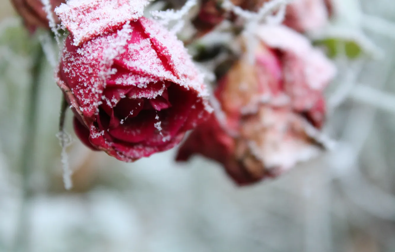 Фото обои иней, снег, цветы, розы, лепестки