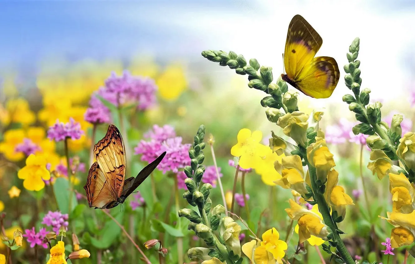Фото обои colorful, nature, flowers, beauty, butterflies
