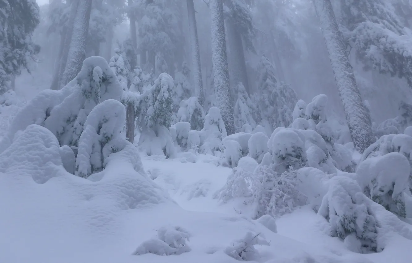 Фото обои зима, лес, снег, Канада, сугробы, Ванкувер, Canada, British Columbia