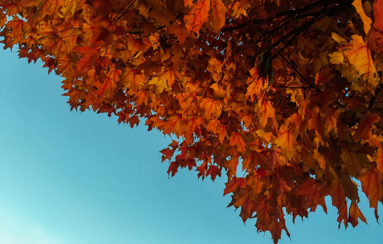 Фото обои осень, небо, листья, клен