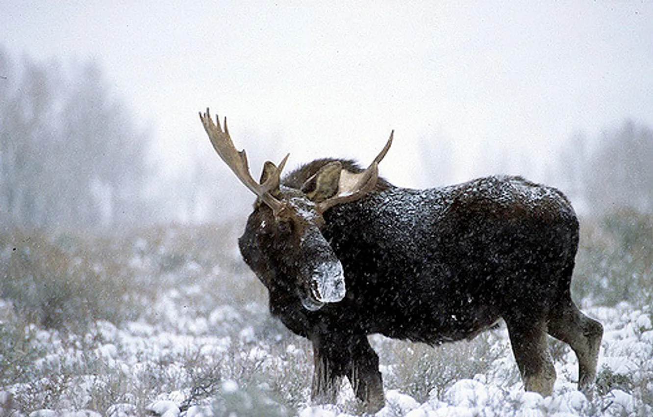 Фото обои animal, moose, North America, elk
