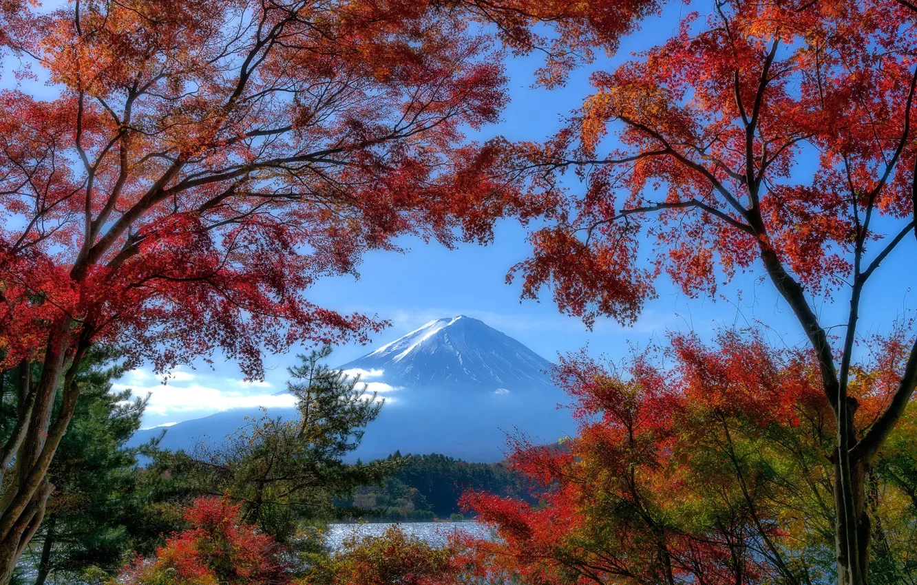 Фото обои осень, деревья, озеро, гора, Япония, Japan, Mount Fuji, Фудзияма