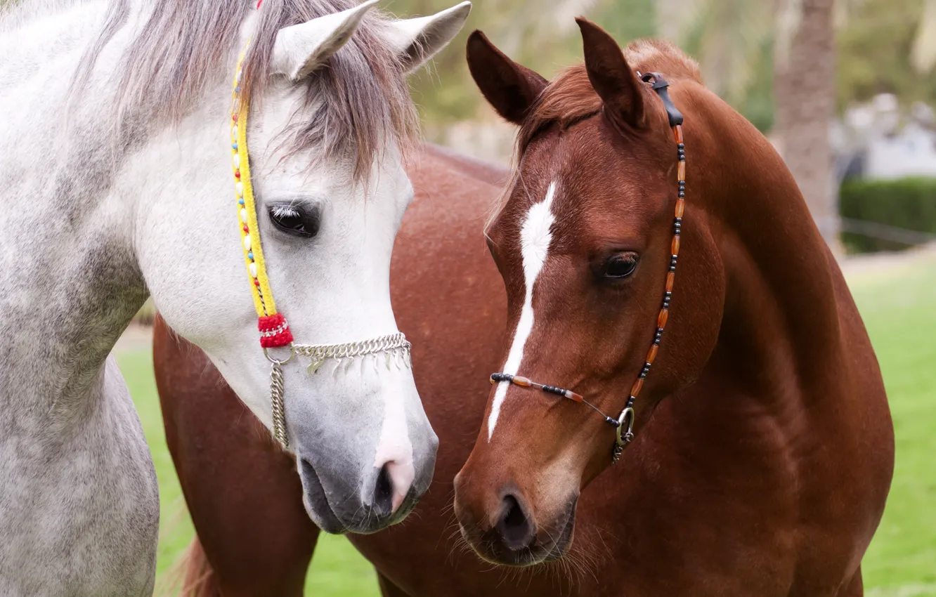 Фото обои кони, портрет, лошади, дружба, белая, коричневая, морды, узда