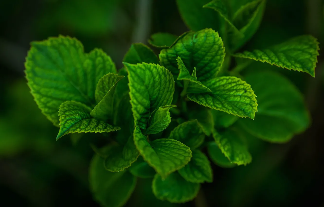 Фото обои листья, природа, растение