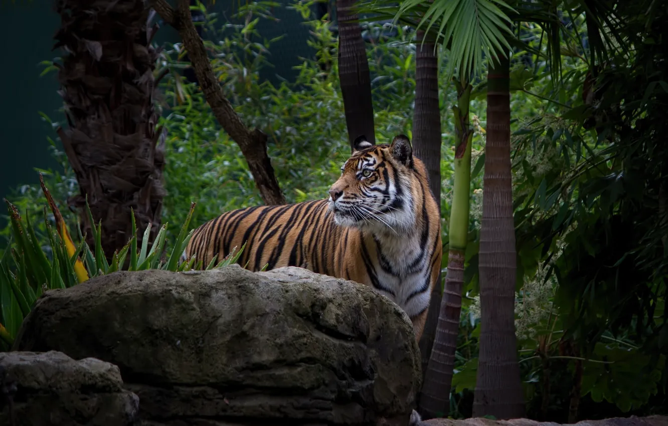 Фото обои морда, тигр, заросли, хищник, дикая кошка, зоопарк