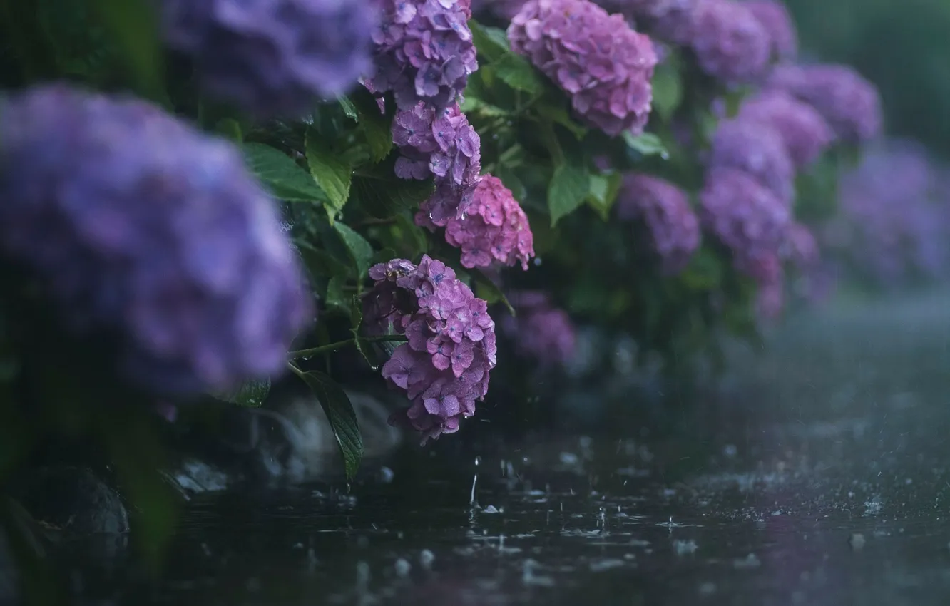 Фото обои дождь, Цветы, гортензия