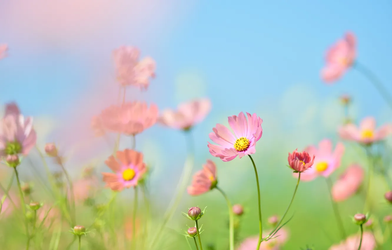 Фото обои лето, цветы, размытие, розовые, боке, голубое небо, космеи