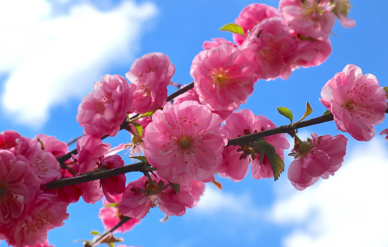 Фото обои небо, облака, цветы, ветка, весна, сакура, розовые, цветение