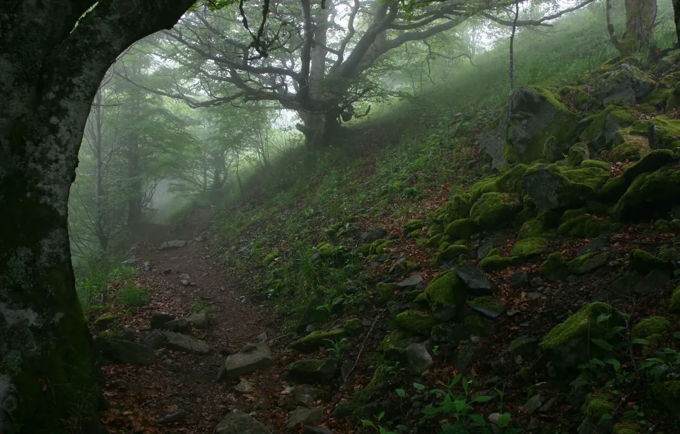 Фото обои деревья, туман, камни, тропа, 152
