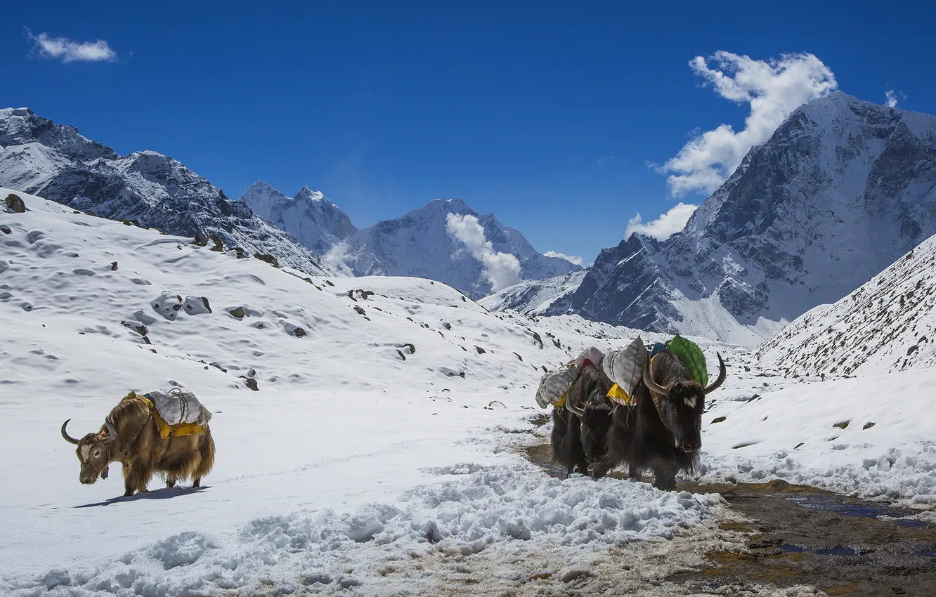Фото обои животные, солнце, снег, горы, быки, Гималаи