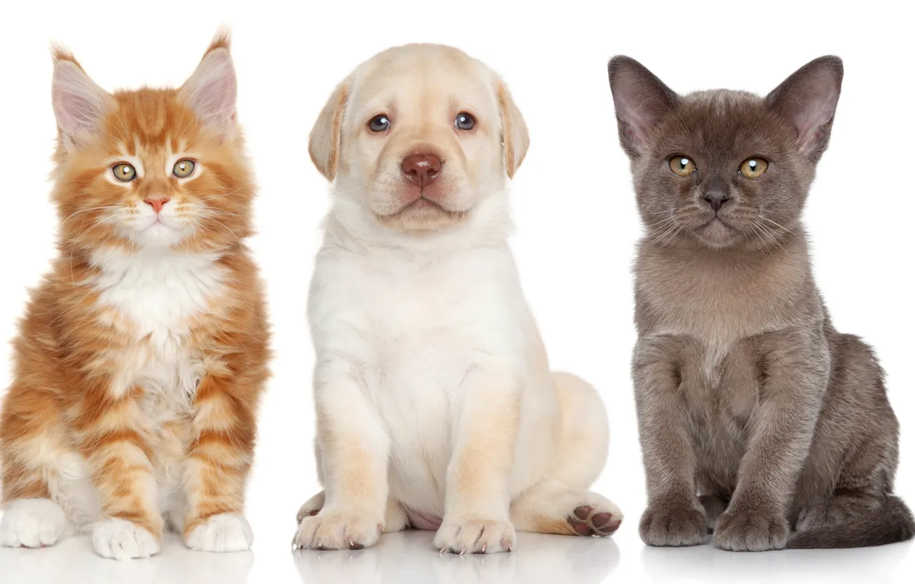 Фото обои собака, котята, щенок, Лабрадор ретривер, Бурманская кошка, Мейн-кун