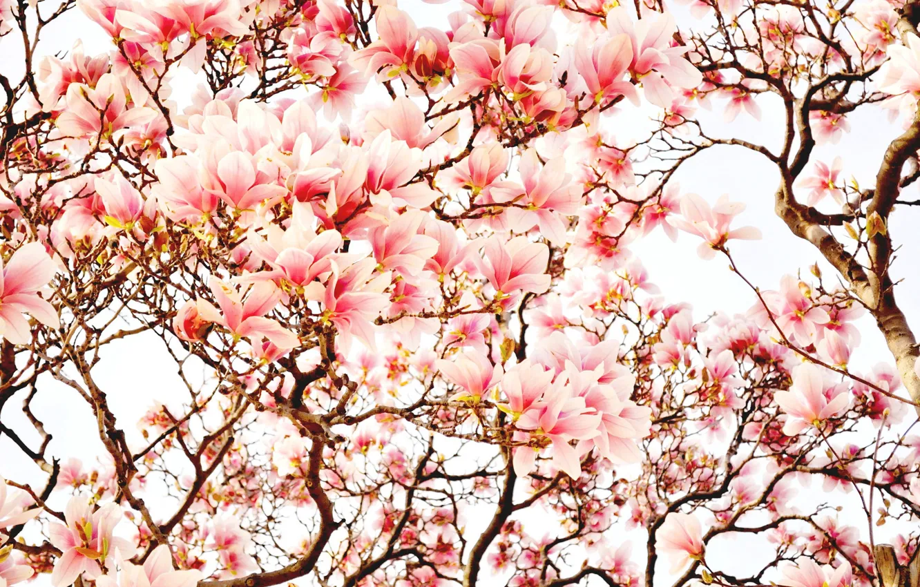 Фото обои деревья, цветы, весна, магнолия