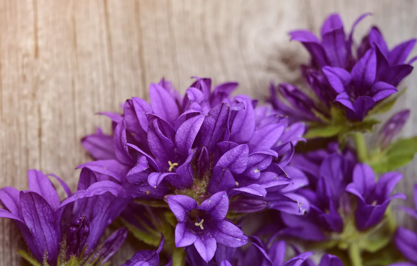 Фото обои цветы, фон, фиолетовые, доска, колокольчики, сиреневые, размытый