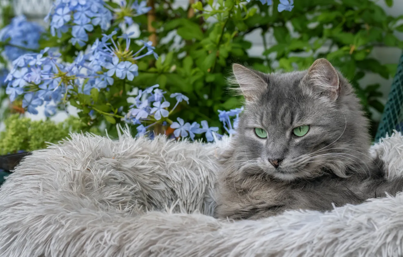 Фото обои кошка, кот, взгляд, морда, цветы, портрет, сад, лежит
