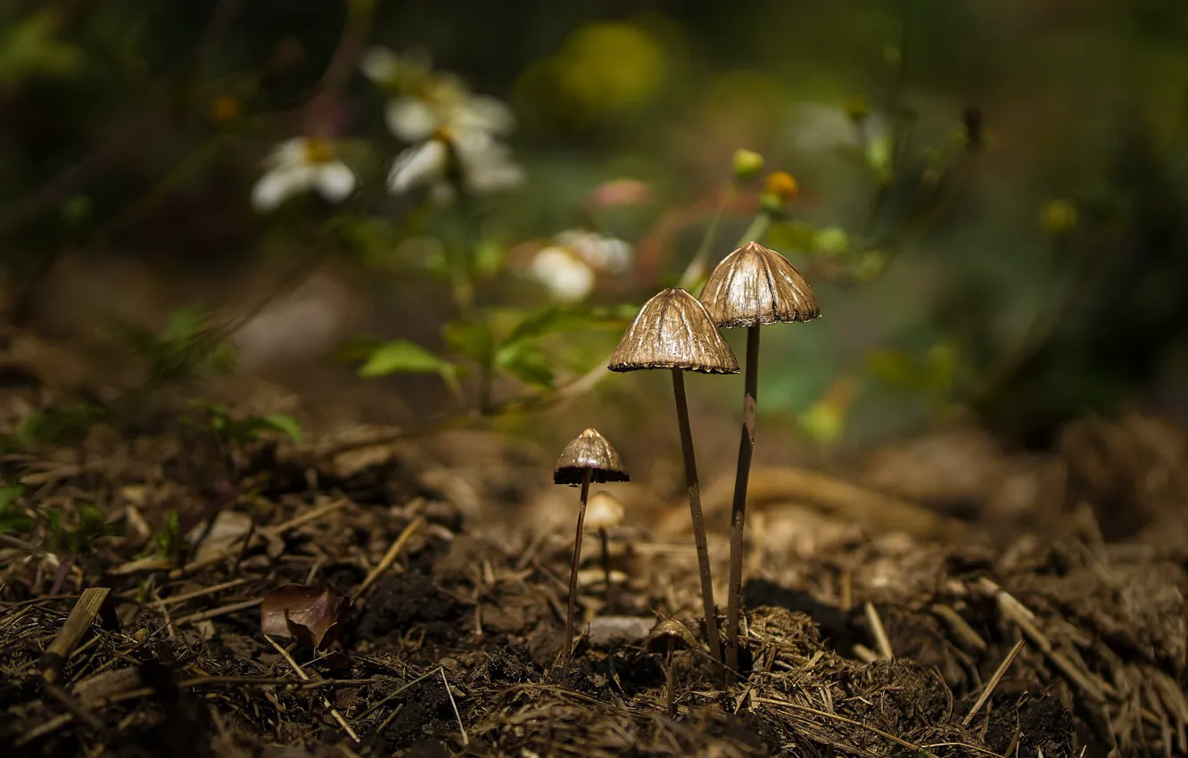 Фото обои лес, грибы, боке