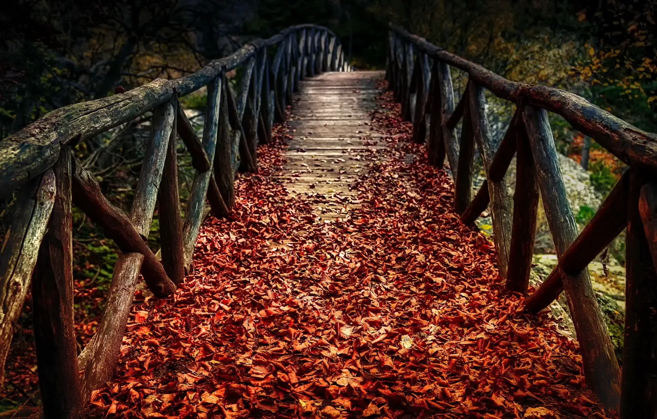 Фото обои осень, листья, мост