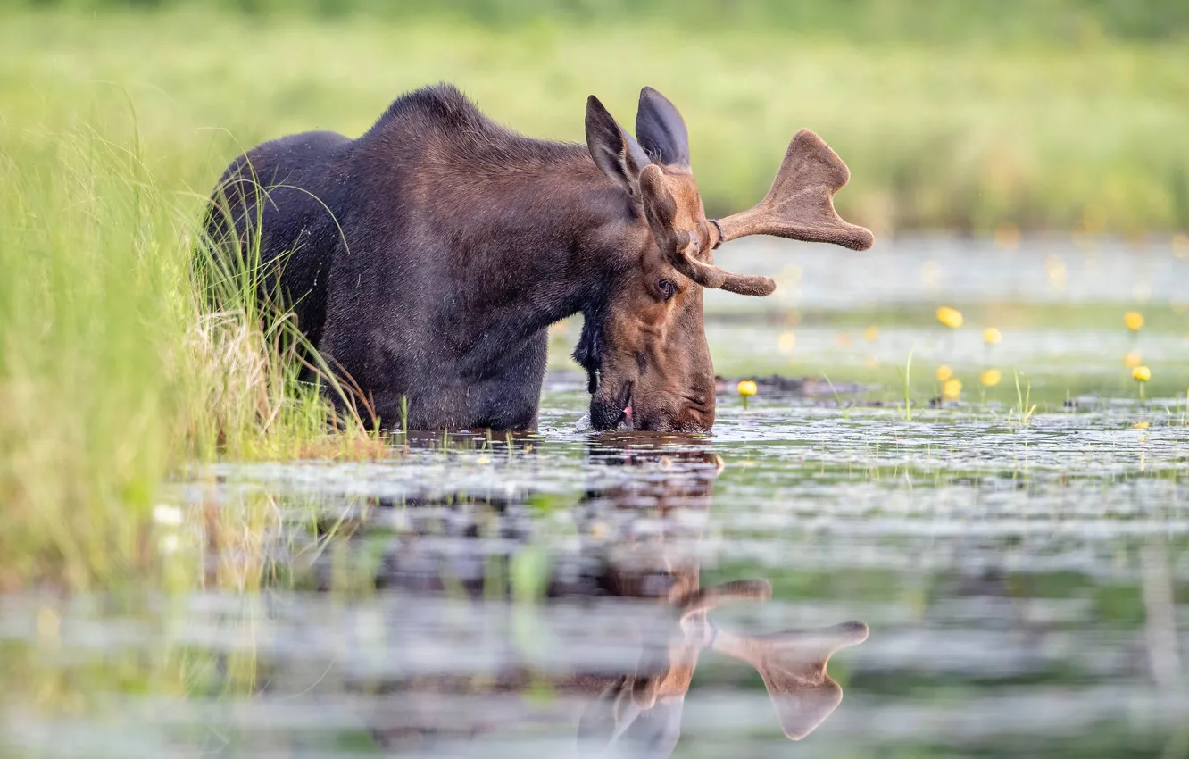 Животные пьют воду картинки для детей