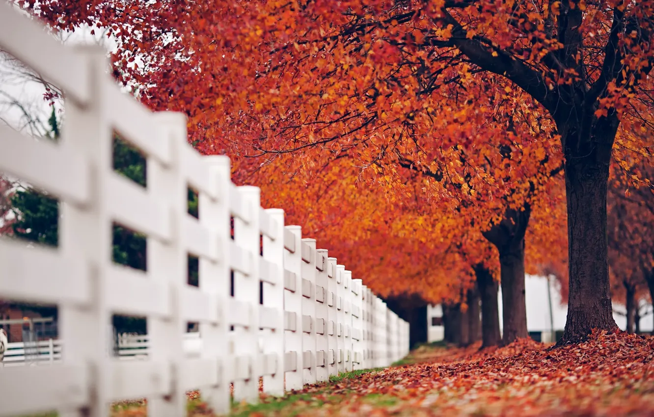 Фото обои осень, белый, листья, макро, деревья, красный, природа, фон