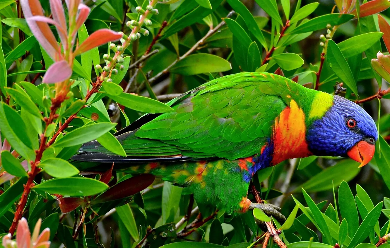 Фото обои листья, ветки, птица, попугай, Многоцветный лорикет