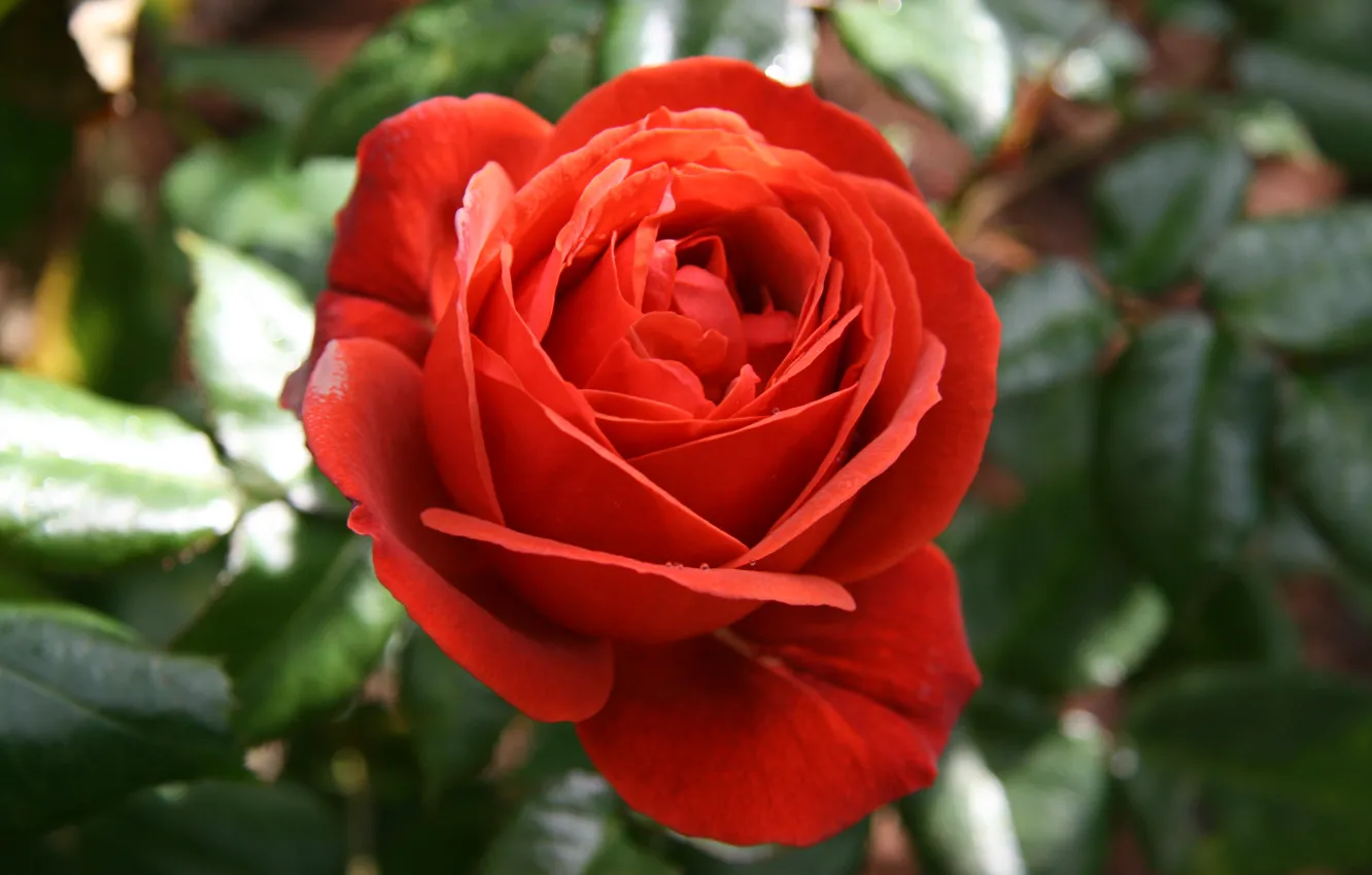 Фото обои Цветок, Red rose, Красная роза
