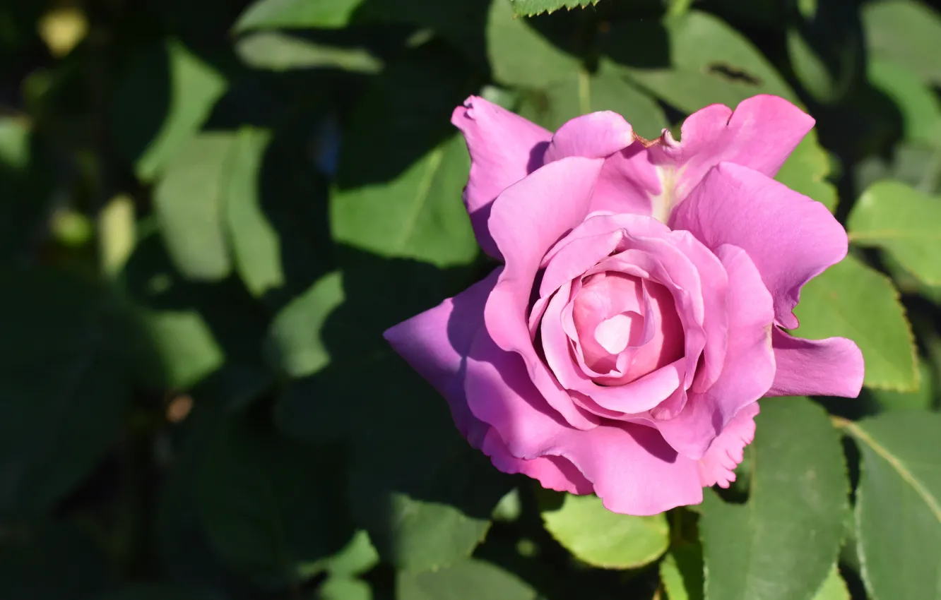 Фото обои листья, свет, розовая, роза, бутон, тени, сиреневая