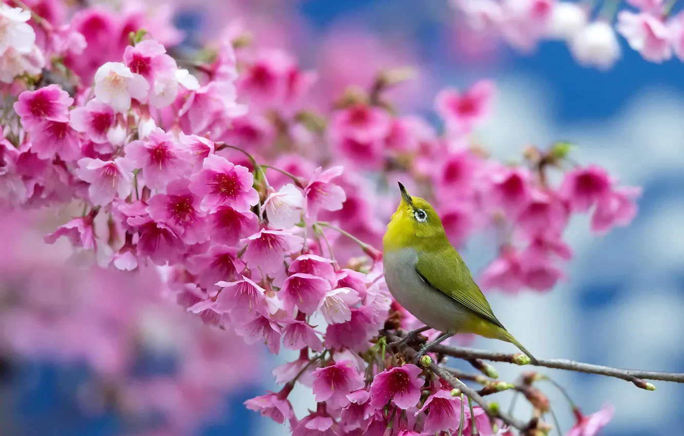 Фото обои цветы, вишня, птица, весна, сакура, цветение, Японский белый глаз