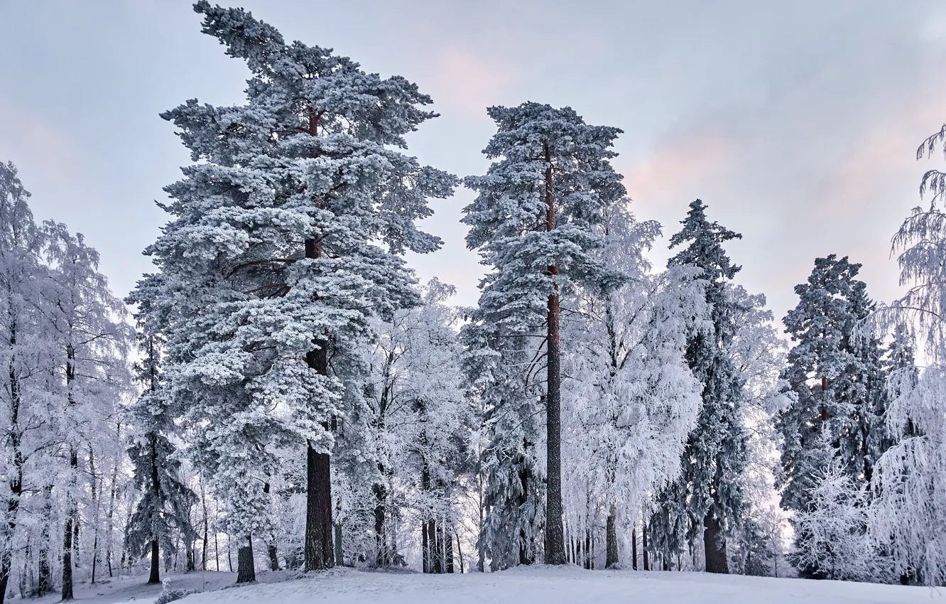 Фото обои зима, иней, лес, небо, снег, деревья, природа, сказка