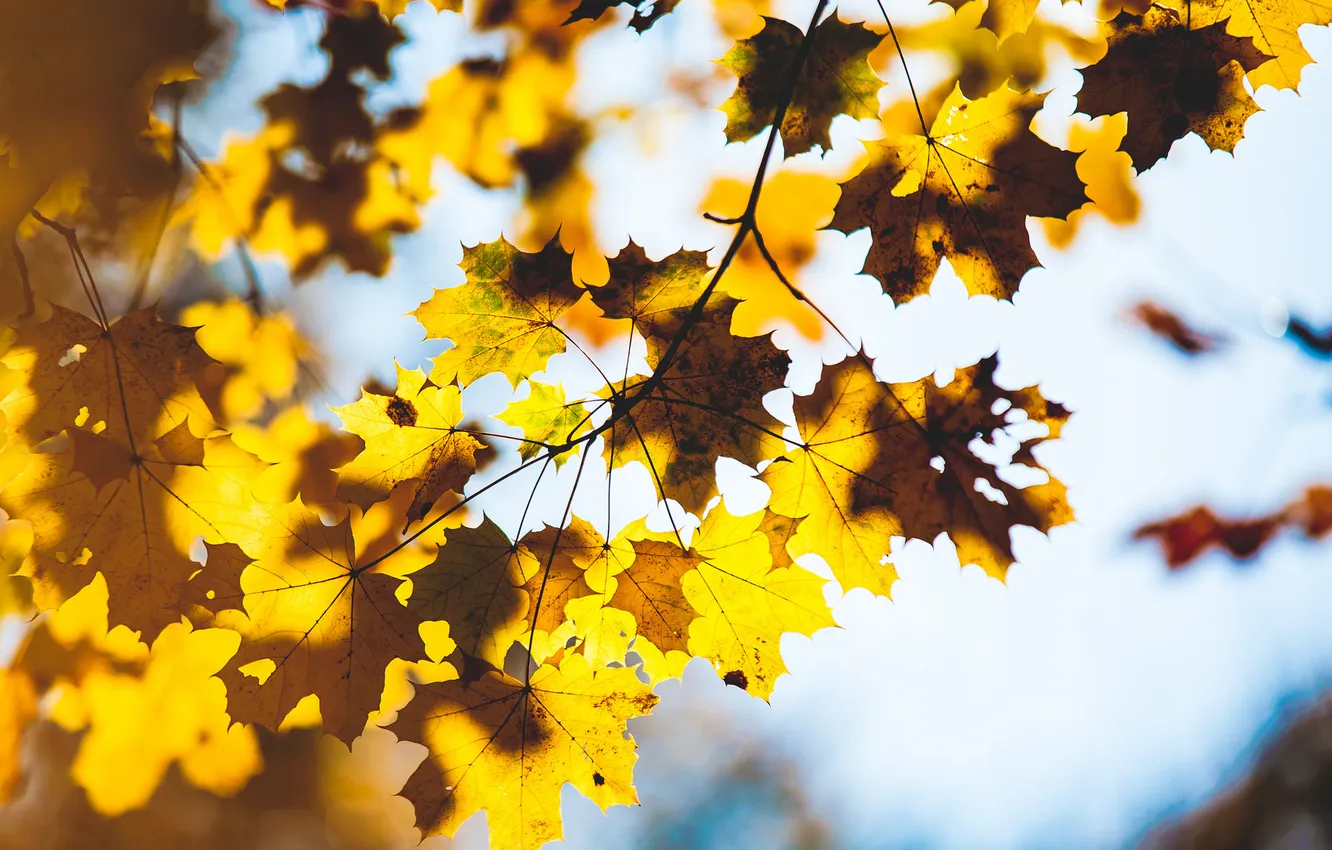 Фото обои осень, листья, макро, ветки, дерево, размытость