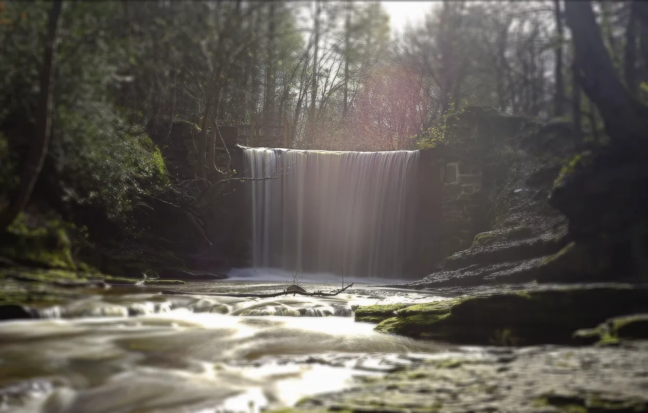 Фото обои forest, river, fall